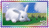 field bunny